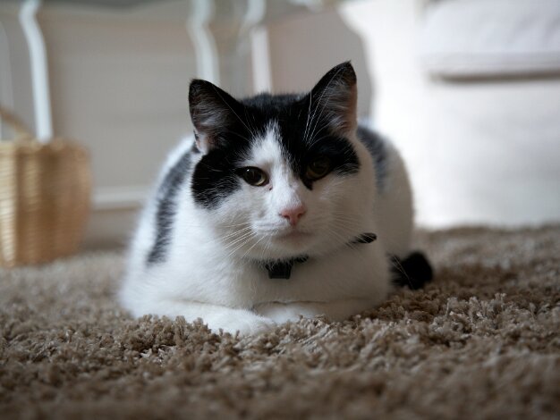 Miffy & Olly The Daley family's four legged furry family heirlooms